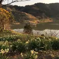 をくづれ水仙郷の写真_293695