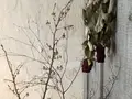 branch（ブランチ）の写真_293908