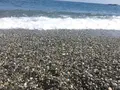 桂浜の写真_302386