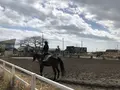 一の宮乗馬センターの写真_303120