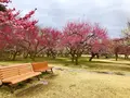 偕楽園の写真_305287