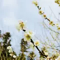 偕楽園の写真_305289
