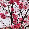 偕楽園の写真_305290