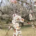 偕楽園の写真_305292