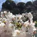 千鳥ヶ淵緑道の写真_306632
