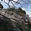 千鳥ヶ淵緑道の写真_306633