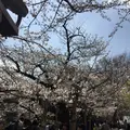千鳥ヶ淵緑道の写真_306637