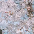 井の頭恩賜公園の写真_306775