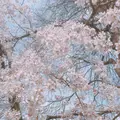 井の頭恩賜公園の写真_306776