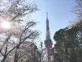 東京タワーの写真_306917