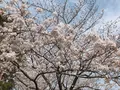 目黒川の写真_307082