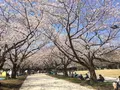 大井ふ頭海浜公園の写真_307150