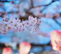 目黒川の写真_307249