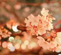 目黒川の写真_307251