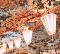 目黒川の写真_307252