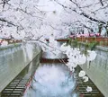 目黒川の写真_307255