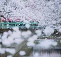 目黒川の写真_307256