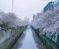 目黒川の写真_307257