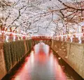 目黒川の写真_307258
