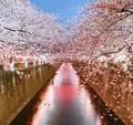 目黒川の写真_307259