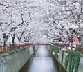 目黒川の写真_307260