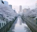 目黒川の写真_307261