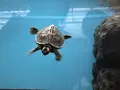 野毛山動物園の写真_308064