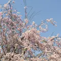 日比谷公園の写真_308328