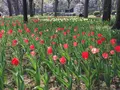 日比谷公園の写真_308329