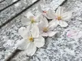 飯田橋サクラテラスの写真_308331