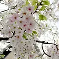 飯田橋サクラテラスの写真_308333