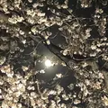 慈眼寺の写真_308475