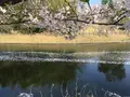 福岡堰さくら公園の写真_308518