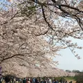 福岡堰さくら公園の写真_308519
