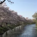 福岡堰さくら公園の写真_308520