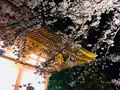 東寺（教王護国寺）の写真_311717
