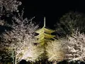 東寺（教王護国寺）の写真_311719