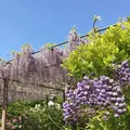 曼陀羅寺公園の写真_312531