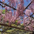 曼陀羅寺公園の写真_312532