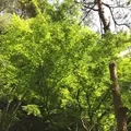 ホテル雅叙園東京（旧 目黒雅叙園）の写真_313082