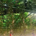 中山大藤の写真_314483