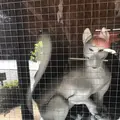 箭弓稲荷神社の写真_314564