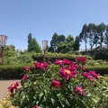 箭弓稲荷神社の写真_314565