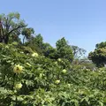 箭弓稲荷神社の写真_314567