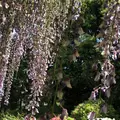 箭弓稲荷神社の写真_314573