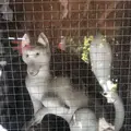 箭弓稲荷神社の写真_314583