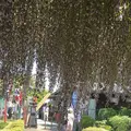 箭弓稲荷神社の写真_314589