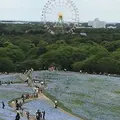 国営ひたち海浜公園の写真_314796