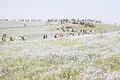 国営ひたち海浜公園の写真_314861