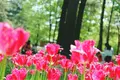 国営ひたち海浜公園の写真_315060